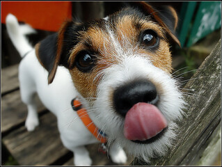 funny image of a pet with a silly expression or in an awkward position