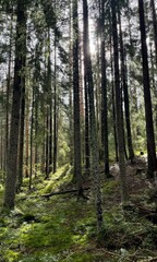 Fototapeta premium Sun-dappled forest whispers ancient secrets, perfect for Nordic Midsummer reflections or celebrating the elusive Mosquito Appreciation Day