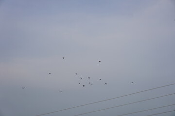 Flock of Birds Flying Across Sky with Power Lines