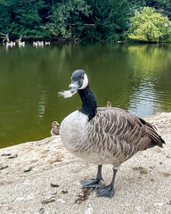 Curious Canadian Goose by the lake in urban park