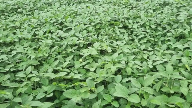Soybean plants are annual legumes, known for their protein-rich seeds. Their distinctive feature is trifoliolate leaves with three hairy leaflets. They fix nitrogen, enriching soil, and grow erect.
