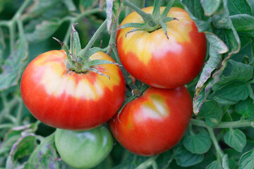 tomates