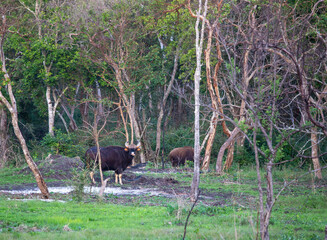 Gaur (Indian Bison) in the lush green forest of Bandipur