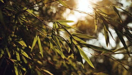 Sunlight filters through lush bamboo leaves