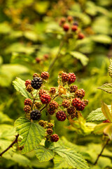 Blackberry berry in the wild. Close-up. Poland