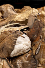 Close up, studio shot of  Banon goat cheese wrapped in chestnut leaves.