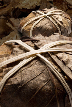 Close up, studio shot of  Banon goat cheese wrapped in chestnut leaves.