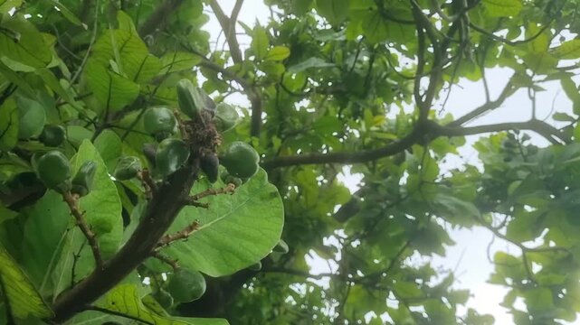 a tree that is commonly known as the "Marking Nut tree" or "Bhilawa," scientifically identified as Semecarpus anacardium. This tree is also referred to as "bibba" in some regions.