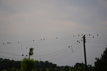 Birds on Power Lines Against Cloudy Sky with Trees