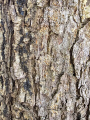 A pair of arched windows reflect the surroundings with elegant symmetry, while the close-up texture of tree bark reveals the raw, organic patterns of nature.