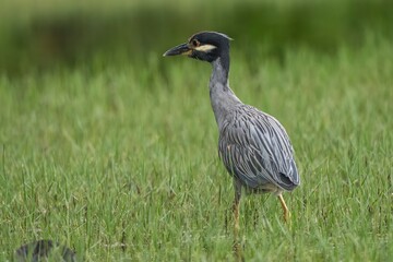 Yellow-crowned night heron in green grass.