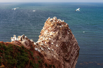 Lummenfelsen - Helgoland