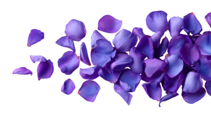 Vibrant purple petals cascade gracefully, creating a stunning visual for beauty, romance, and celebration themes isolated on white background