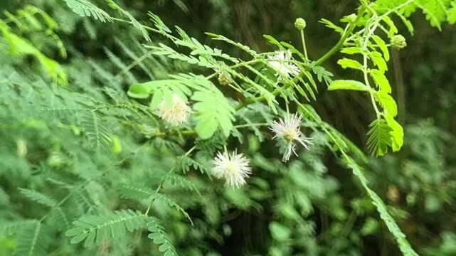 Desmanthus belongs to the same subfamily Mimosoideae as Acacia, but it is a distinct genus. Bundleflower or dwarf koa, which is often mistaken for Acacia due to its similar appearance.