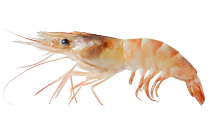 Fresh raw shrimp perfect for gourmet cooking and seafood recipes isolated on white background