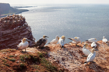 Lummenfelsen - Helgoland