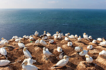 Lummenfelsen - Helgoland