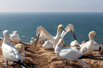 Lummenfelsen - Helgoland
