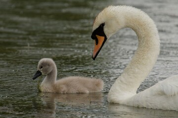 A graceful mute swan and its cygnet swimming together in a serene pond.