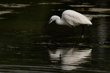 A graceful white little egret wades in a serene pond, reflecting in the water.