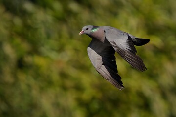 A close-up of a stock dove in flight with a blurred green background.