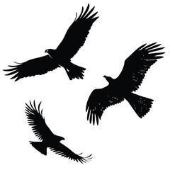 bird illustration shelty design 