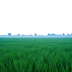 Obraz premium Lush green field under a misty sky with a distant tree line.
