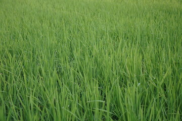 Dense Upright Green Grass Blades in Agricultural Field Close-Up