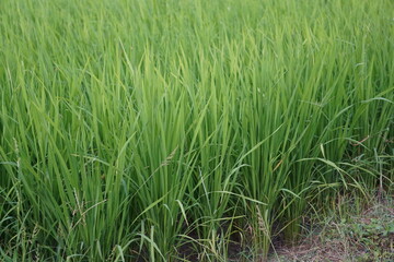 Dense Green Rice Plants in Agricultural Field Close-Up
