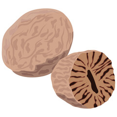 nutmeg and nutmeg half cut vector drawing.