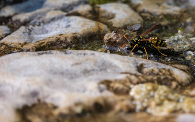 Wasp Drinking Water on Textured Rocks in Nature