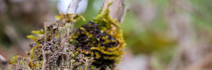 Macro view of lichen and moss growing on forest wood with soft green background