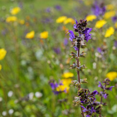 Essential pollinator bee on Salvia for agricultural benefits © Vincent Cazajous