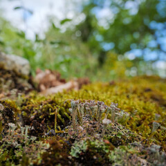 Natural green moss and lichen texture from a forest environment