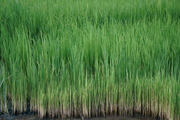 Dense Green Rice Plants in Agricultural Field