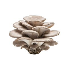 Oyster Mushrooms Cluster Grow, Isolated on Transparent Background, Showing Texture and Detail, Fungi and Food Theme