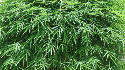 bamboo leaves green background