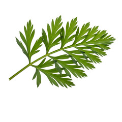 Fototapeta premium Green Leaf Exhibits Delicate Veins on Transparent Background, Showing Plant Details Clearly