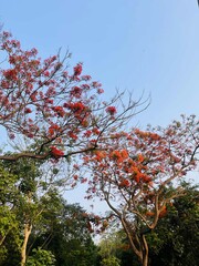 Golden yellow autumn foliage brightly colors the vast blue sky