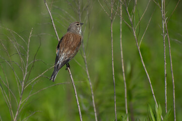 linnet on the grass