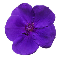 Princess Flower isolated on transparent background