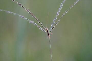 Fototapeta premium Camouflaged Insect Clinging to Grass Stem Macro