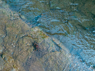 A small brown crab stands on a rocky riverbed under shallow clear water, with ripples and green moss visible around it.