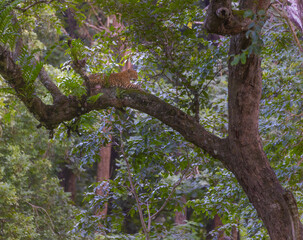 Leopard on the tree in Kabini forest