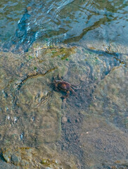 A small brown crab stands on a rocky riverbed under shallow clear water, with ripples and green moss visible around it.