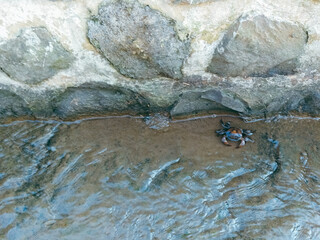 A small brown crab stands on a rocky riverbed under shallow clear water, with ripples and green moss visible around it.