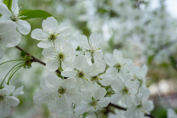 Cherry blossoms bloom under the clear spring sky with delicate white flowers on branches