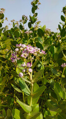 Discover the serene beauty of Crown flower with its delicate purple hues and lush green leaves, a touch of nature's elegance for your designs