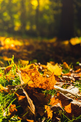 Colorful falling autumn leaves. View through the autumn foliage in park forest. Golden tree leaves. Beautiful tree with yellow leaves in autumn forest. Path littered with autumn leaves. Nature fall