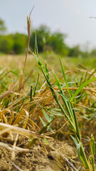 Vibrant green grasses swaying gracefully in the wind with a background of trees, evokes feelings of peace and serenity in nature's embrace